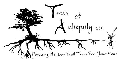 Trees of antiquity - 